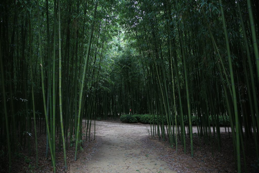 Bamboo forest in Ulsan, South Korea