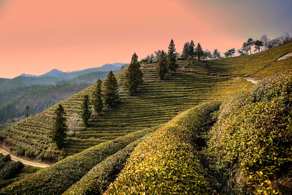 Green tea fields in Boseong, Jeonnam-Gwangju, South Korea