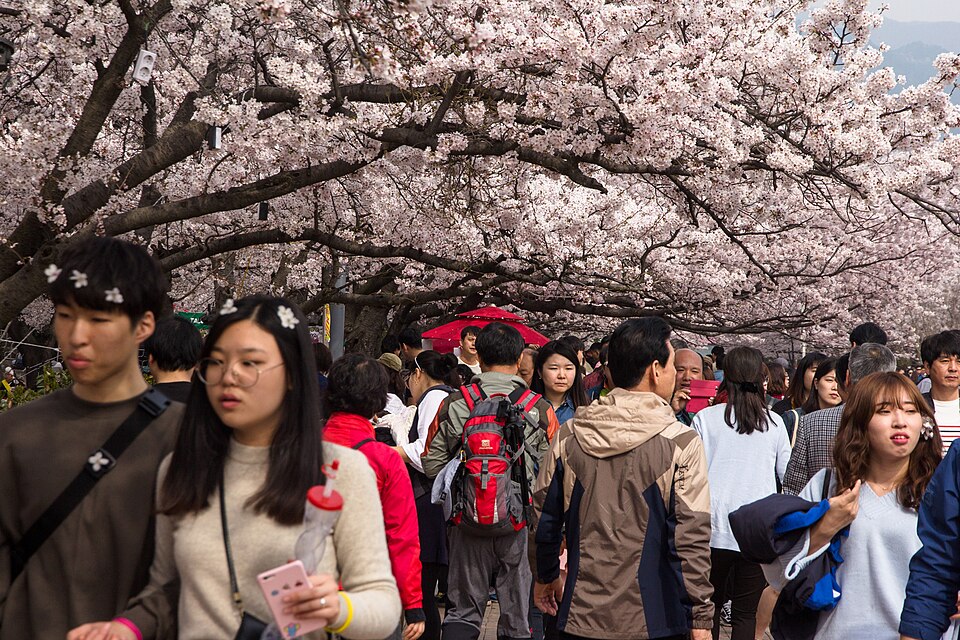 Cherry blossoms at Gyeonghwa Station in Jinhae, Changwon