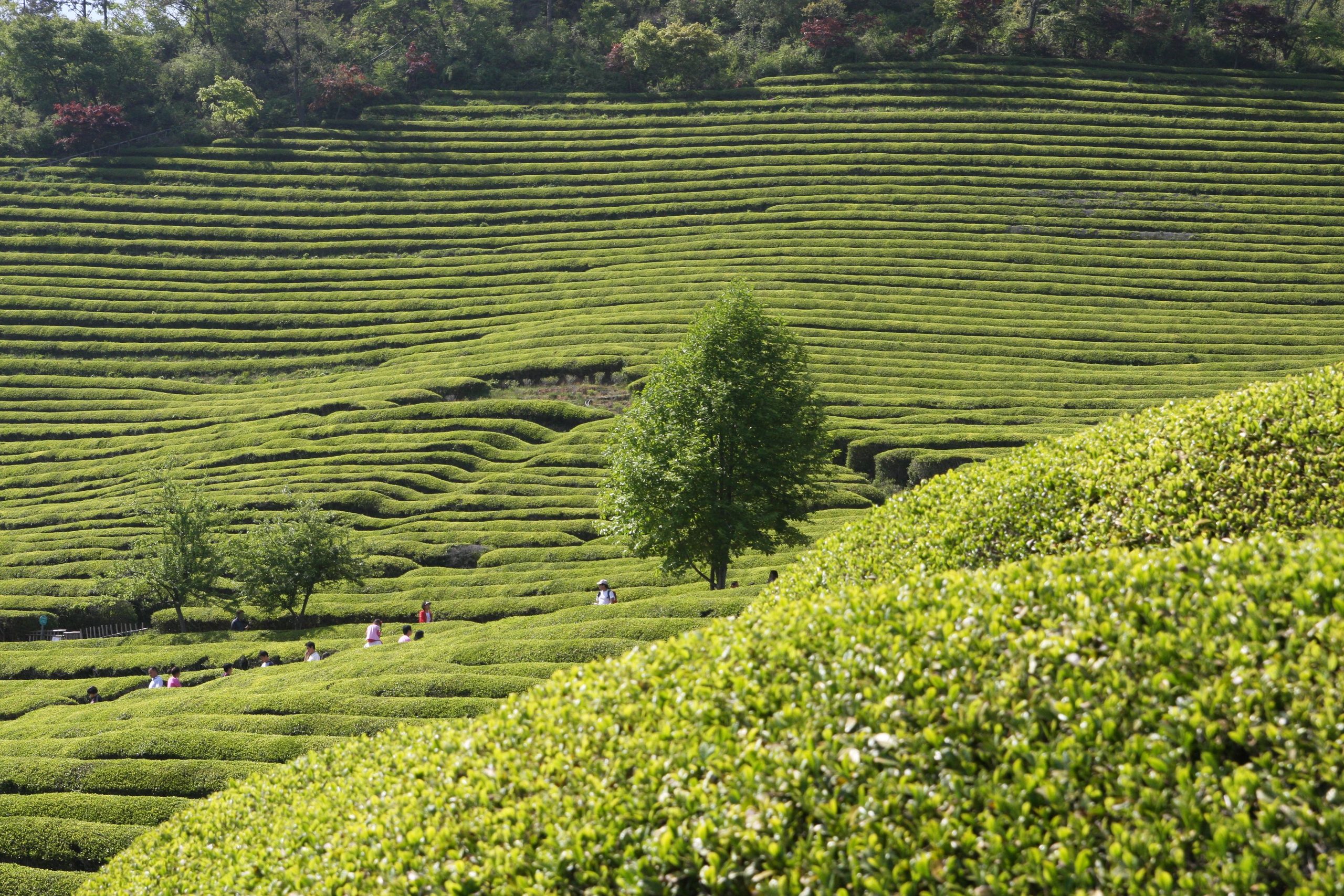 Boseong green tea fields in Jeolla, South Korea