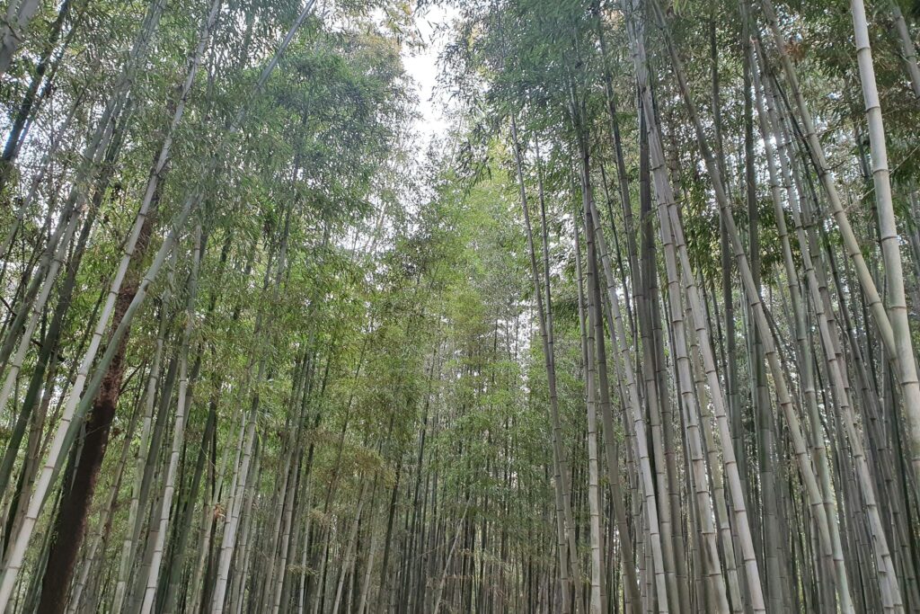 Bamboo forest at Juknokwon in Damyang, Jeonnam-Gwangju