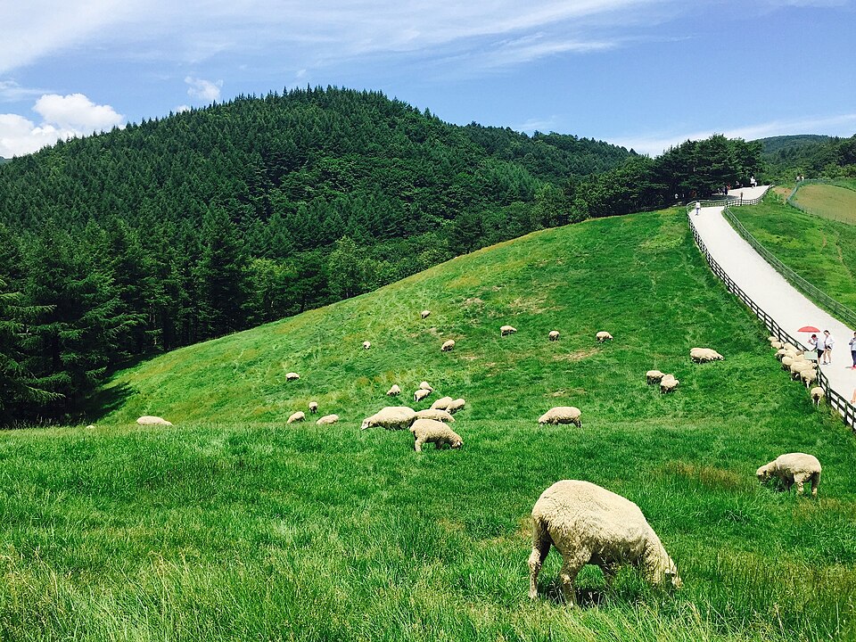 Sheep grazing in Daegwallyeong, Pyeongchang, Gangwon-do