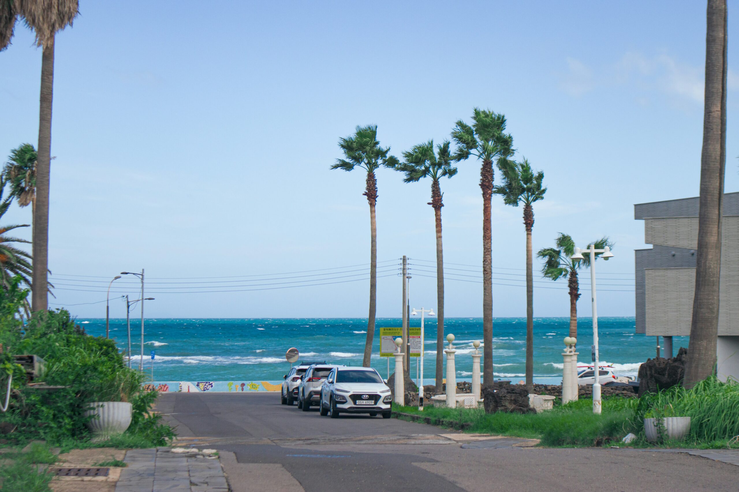 Jeju transportation on a coastal road with cars and palm trees
